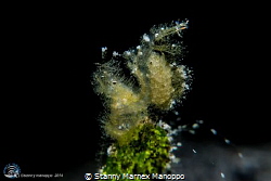 Hairy shrimp taken with canon G16 with macro wet lens 
 by Stanny Marnex Manoppo 
